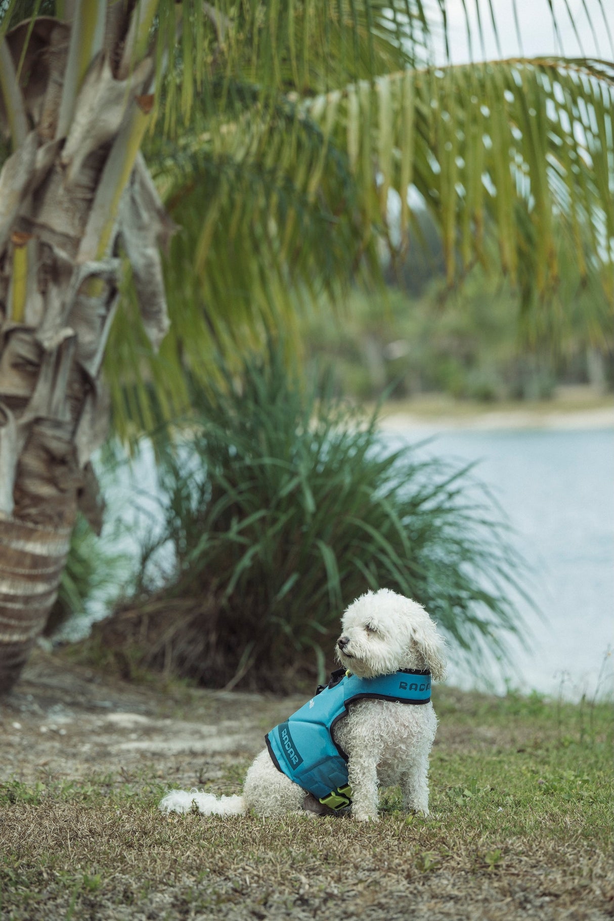 Gilet pour chien RADAR
